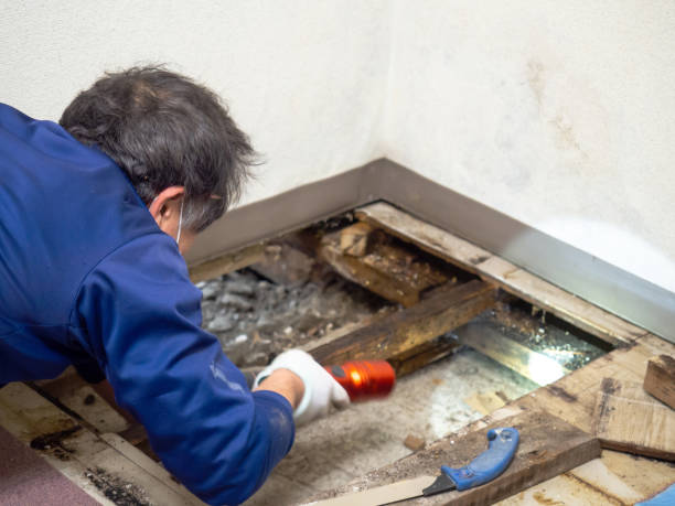 Best Mold Damage Repair  in Lamont, MI