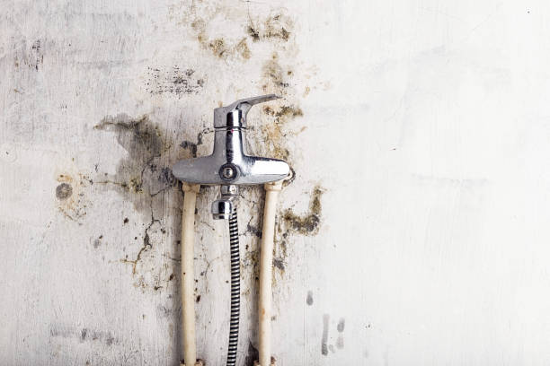 Best Affordable Mold Removal  in Lamont, MI