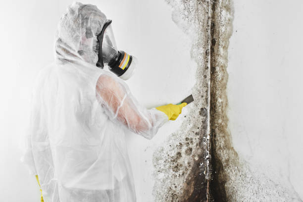Certified Mold Removal in Lamont, MI
