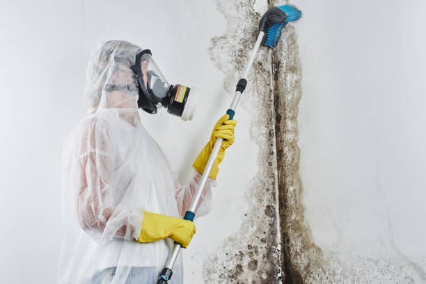 Reliable Lamont, MI Mold Removal Solutions