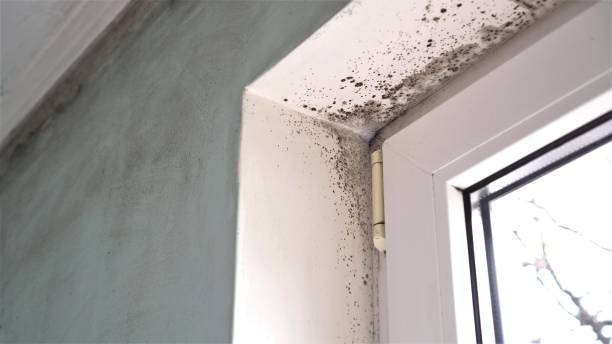 Best Water Damage Restoration  in Lamont, MI