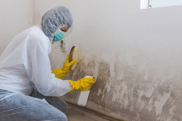 Best Black Mold Removal  in Lamont, MI