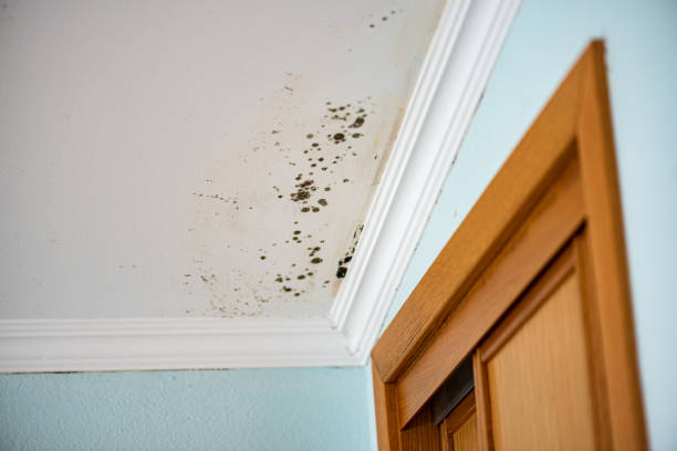 Best Same-Day Mold Removal  in Lamont, MI