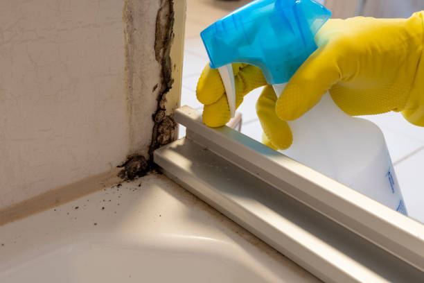 Best Residential Mold Removal  in Lamont, MI