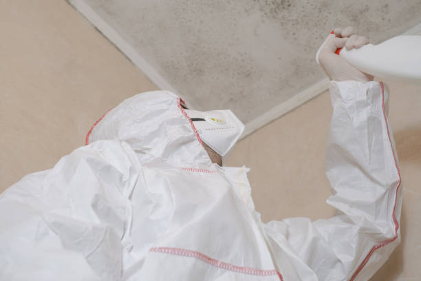 Best Certified Mold Removal  in Lamont, MI