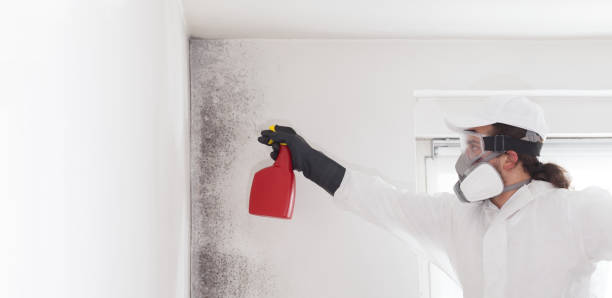 Best Mold Remediation  in Lamont, MI