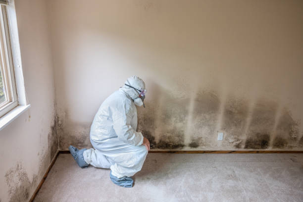Best Office Mold Removal Services  in Lamont, MI