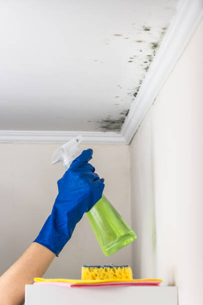 Best Black Mold Removal  in Lamont, MI