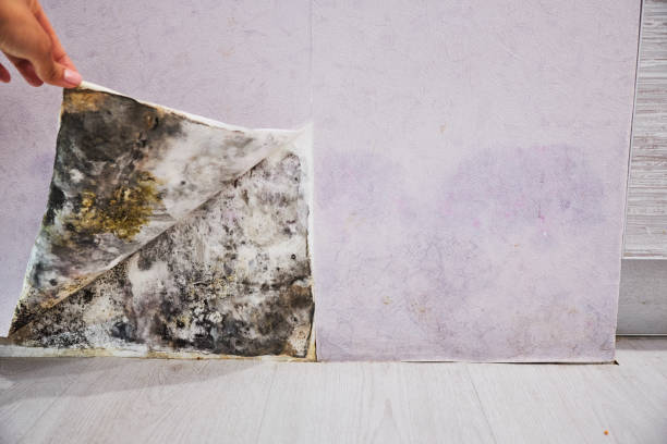 Best Mold Damage Repair  in Lamont, MI
